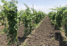 Land For Sale, Agricultural, Mzisguli