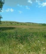 Land For Sale, Sakdrioni 