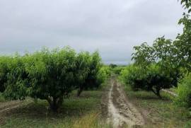 Land For Sale, Non Agricultural, Kalauri