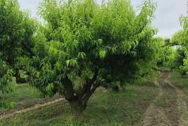 Land For Sale, Non Agricultural, Kalauri