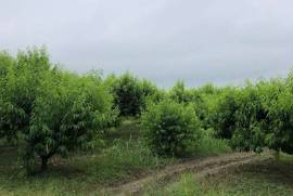 Land For Sale, Non Agricultural, Kalauri