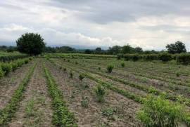 Land For Sale, Non Agricultural, Kalauri