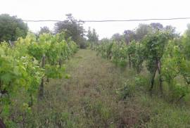 Land For Sale, Norio 