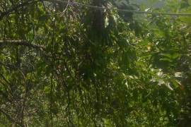 House For Sale, 4 Room, Suburbs of Tbilisi, Tskneti