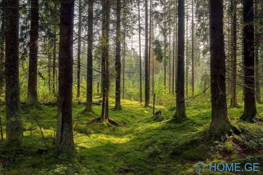 Daily Apartment Rent, New building, Borjomi , Bakuriani