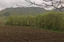 Land For Sale, Dviri 