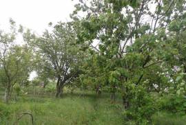 Land For Sale, Lisi lake