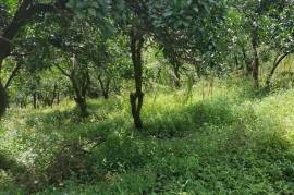 Land For Sale, Gonio