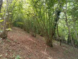 იყიდება სახლი, 5 ოთახიანი, ზუგდიდი, კორცხელი