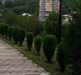 Daily Apartment Rent, Old building, Borjomi